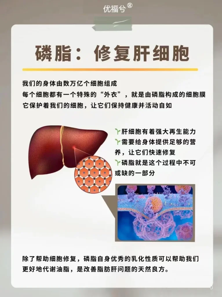 磷脂的健康益处
