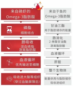 磷虾油和鱼油哪个更好？-磷虾油对比鱼油1